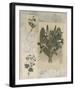 Histoire Du Orchid VII-Carney-Framed Giclee Print