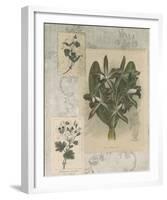Histoire Du Orchid VII-Carney-Framed Giclee Print