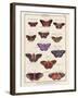 Histoire Naturelle 2-Terrence Wesley-Framed Art Print