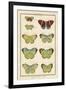 Histoire Naturelle Butterflies II-null-Framed Art Print