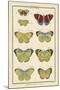 Histoire Naturelle Butterflies II-null-Mounted Art Print