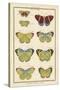 Histoire Naturelle Butterflies II-null-Stretched Canvas