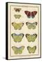 Histoire Naturelle Butterflies II-null-Framed Stretched Canvas