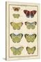 Histoire Naturelle Butterflies II-null-Stretched Canvas