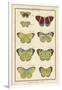 Histoire Naturelle Butterflies II-null-Framed Art Print