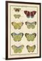 Histoire Naturelle Butterflies II-null-Framed Art Print