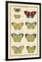 Histoire Naturelle Butterflies II-null-Framed Art Print