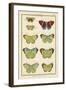 Histoire Naturelle Butterflies II-null-Framed Art Print