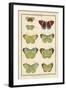 Histoire Naturelle Butterflies II-null-Framed Art Print