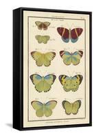 Histoire Naturelle Butterflies II-null-Framed Stretched Canvas