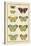 Histoire Naturelle Butterflies II-null-Stretched Canvas