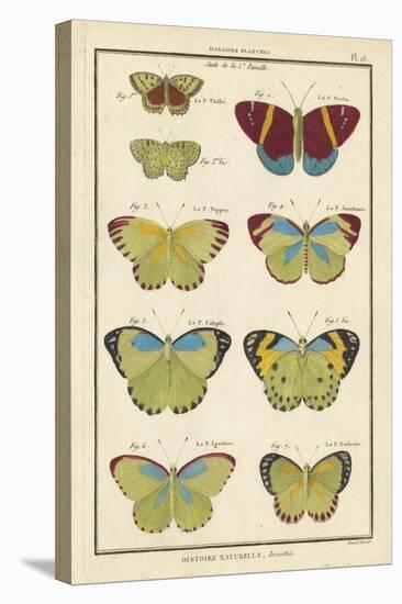 Histoire Naturelle Butterflies II-null-Stretched Canvas