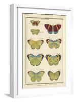 Histoire Naturelle Butterflies II-null-Framed Art Print