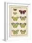 Histoire Naturelle Butterflies II-null-Framed Art Print