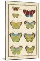 Histoire Naturelle Butterflies II-null-Mounted Art Print