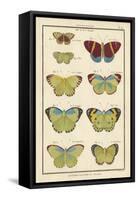 Histoire Naturelle Butterflies II-null-Framed Stretched Canvas