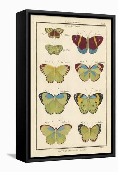 Histoire Naturelle Butterflies II-null-Framed Stretched Canvas