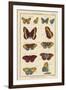 Histoire Naturelle Butterflies IV-null-Framed Art Print