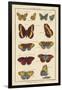 Histoire Naturelle Butterflies IV-null-Framed Art Print