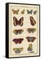 Histoire Naturelle Butterflies IV-null-Framed Stretched Canvas