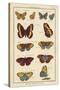 Histoire Naturelle Butterflies IV-null-Stretched Canvas