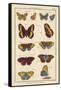 Histoire Naturelle Butterflies IV-null-Framed Stretched Canvas