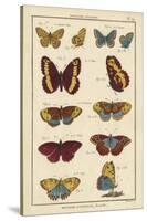 Histoire Naturelle Butterflies IV-null-Stretched Canvas