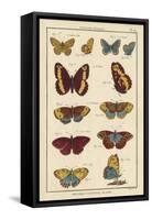 Histoire Naturelle Butterflies IV-null-Framed Stretched Canvas