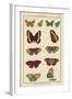 Histoire Naturelle Butterflies IV-null-Framed Art Print