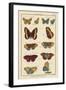 Histoire Naturelle Butterflies IV-null-Framed Art Print