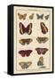 Histoire Naturelle Butterflies IV-null-Framed Stretched Canvas