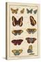 Histoire Naturelle Butterflies IV-null-Stretched Canvas
