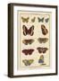 Histoire Naturelle Butterflies IV-null-Framed Art Print