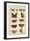 Histoire Naturelle Butterflies IV-null-Framed Art Print