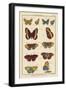 Histoire Naturelle Butterflies IV-null-Framed Art Print