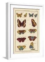 Histoire Naturelle Butterflies IV-null-Framed Art Print