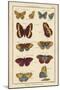 Histoire Naturelle Butterflies IV-null-Mounted Art Print