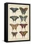 Histoire Naturelle Butterflies VI-null-Framed Stretched Canvas