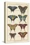 Histoire Naturelle Butterflies VI-null-Stretched Canvas