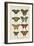 Histoire Naturelle Butterflies VI-null-Framed Art Print