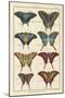 Histoire Naturelle Butterflies VI-null-Mounted Art Print