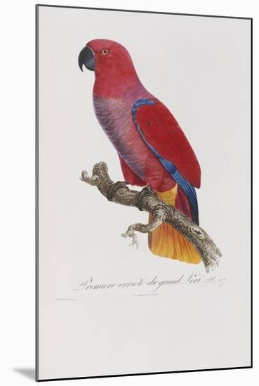 Histoire Naturelle Des Perroquets, circa 1801-1805-Francois Levaillant-Mounted Giclee Print