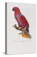 Histoire Naturelle Des Perroquets, circa 1801-1805-Francois Levaillant-Stretched Canvas