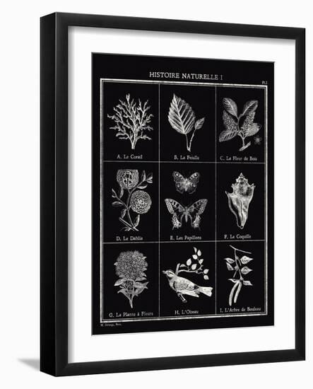 Histoire Naturelle I-Maria Mendez-Framed Giclee Print