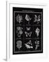 Histoire Naturelle I-Maria Mendez-Framed Giclee Print