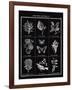 Histoire Naturelle I-Maria Mendez-Framed Giclee Print