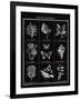 Histoire Naturelle I-Maria Mendez-Framed Giclee Print