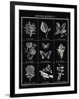 Histoire Naturelle I-Maria Mendez-Framed Giclee Print