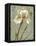 Histoire Naturelle I-Daphne Brissonnet-Framed Stretched Canvas