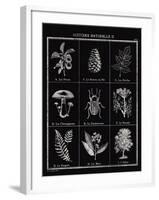 Histoire Naturelle II-Maria Mendez-Framed Giclee Print